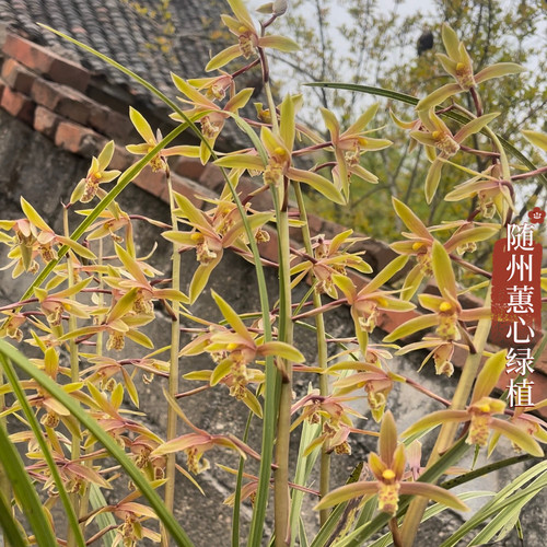 蕙兰中矮型浓香型蕙兰春兰九头兰节兰草花耐寒多年庭院室内绿植