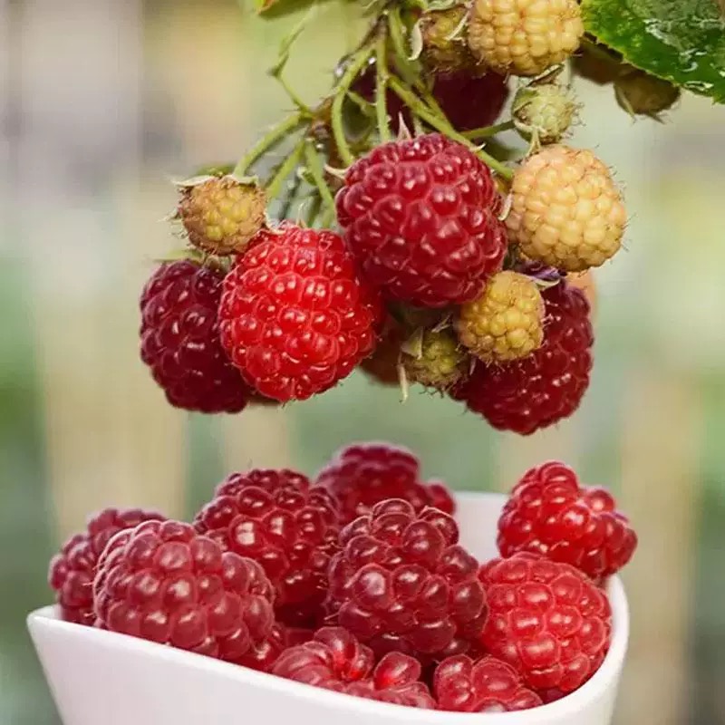 树莓黑莓盆子多年生藤本果树