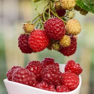 树莓盆栽果苗黑莓覆盆子南北方可种水果树多年生耐热耐寒藤本