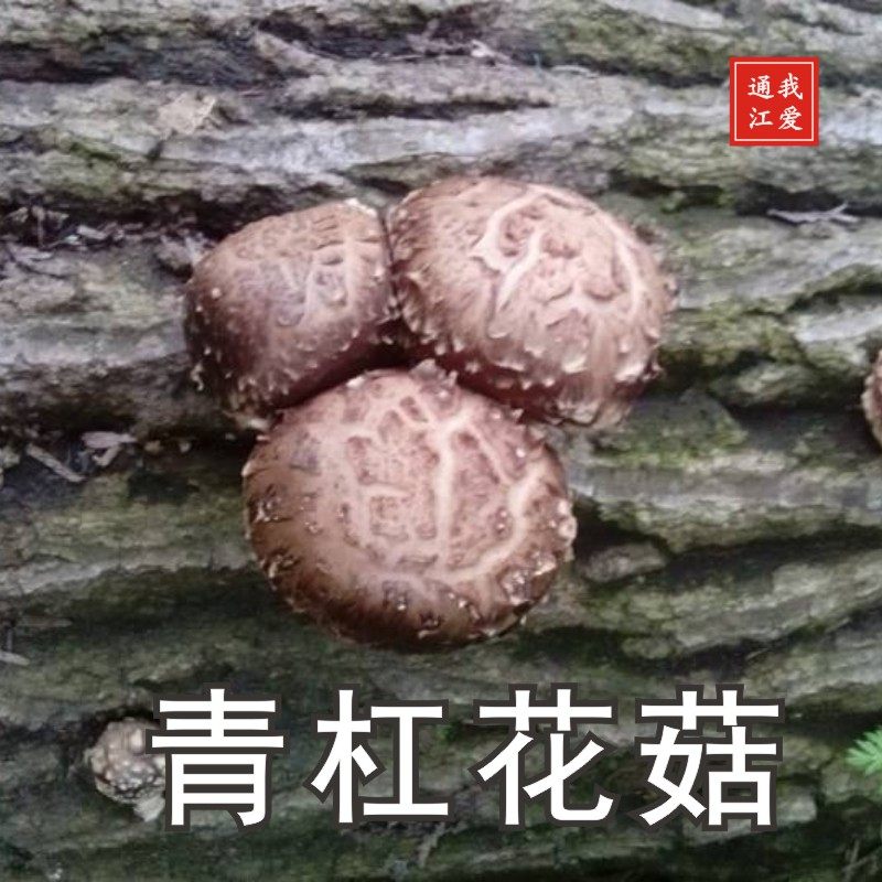野生椴木花菇干货250g包邮 特级 农家自种天然四川土特产  非香菇