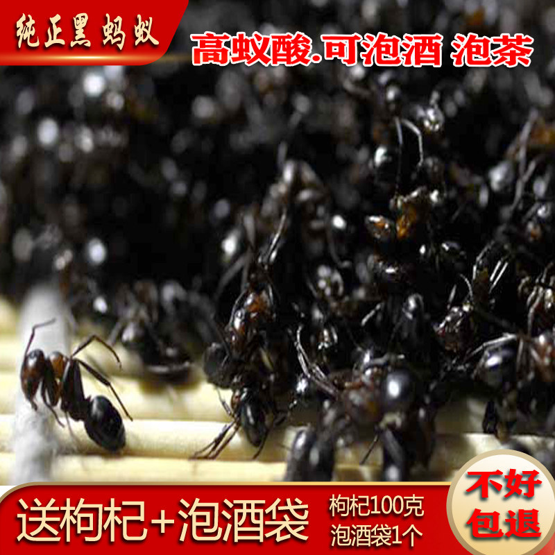 广西横县山蚁干黑蚂蚁中药材正品拟黑多刺蚁干泡酒料养生500g