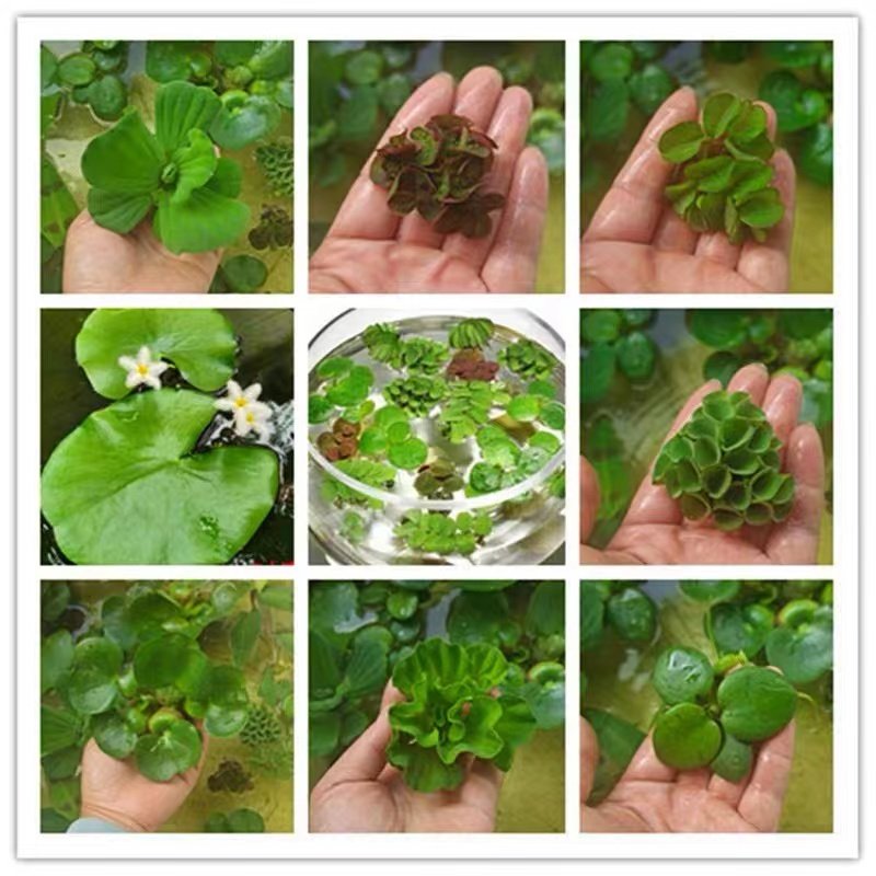 浮萍水草圆心萍肚兜萍水葫芦芙蓉