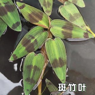 斑竹叶圆心萍水葫芦浮萍水草肚兜萍水芙蓉水生花卉养鱼虾鱼缸庭院