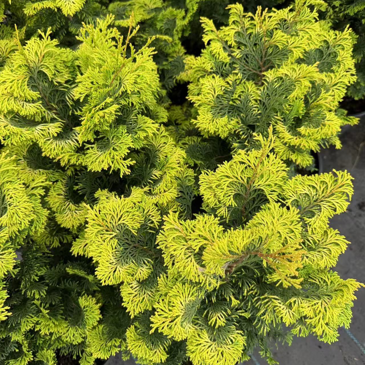 金叶津山桧柏 宙斯花园 针叶树耐热耐寒阳台花园庭院盆栽