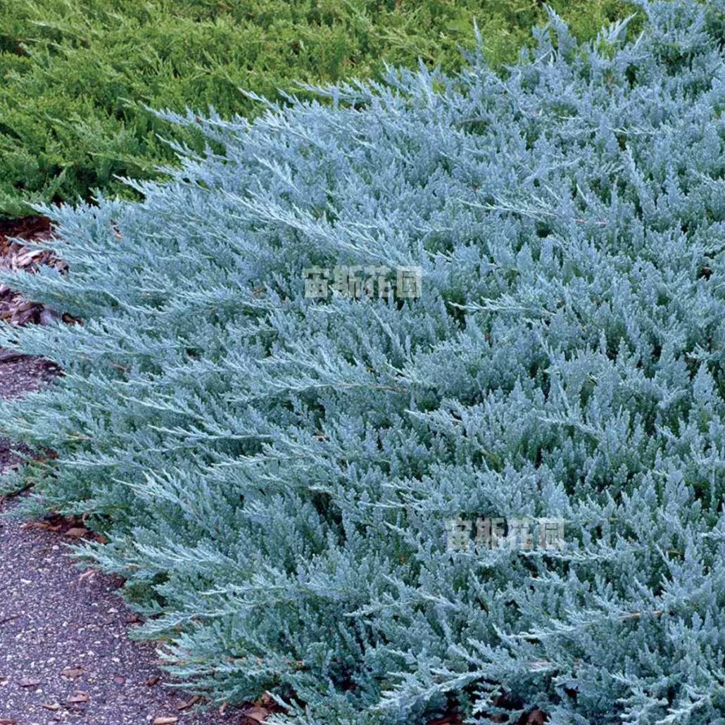 平枝圆柏“蓝筹股”'Blue Chip'宙斯花园针叶树耐热耐寒花园庭院