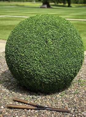 冬青先令ilex chinensis sims宙斯花园耐寒耐热耐修剪四季常绿