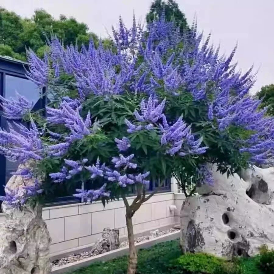紫色穗花杜荆 宙斯花园 树状薰衣草多年生灌木耐热耐寒盆栽庭院
