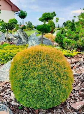 北美香柏安妮可 宙斯花园Thuja accidentalis Anniek盆栽圆形柏树