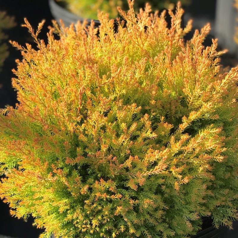 橘黄崖柏金光绒柏Thjaocdenalis'R hengold'阳台庭院观赏矮生树种