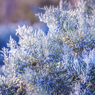 北美圆柏“灰色猫头鹰”'Grey Owl' 宙斯花园低矮针叶树耐寒耐热