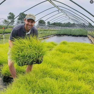 金叶狼尾草“  流金岁月”耐寒耐热好养宿根矮生观赏草