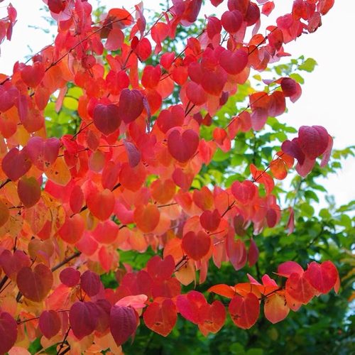 连香树'Katsura' 宙斯花园 芳香观叶耐寒耐热多年生盆栽花园庭院