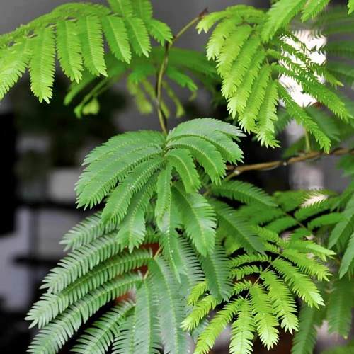 进口日本密叶猴耳环室内耐阴好养四季常绿盆载植物 ins风网红观叶