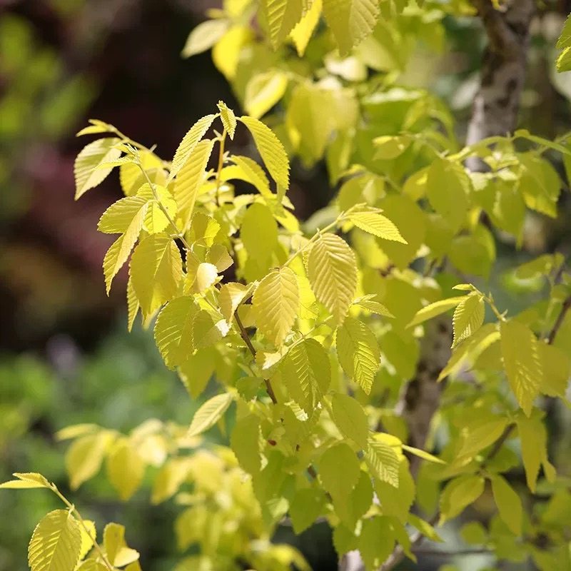 金叶榉树 奥贡 “Ogon”宙斯花园观叶乔木耐寒热盆栽阳台花园庭院