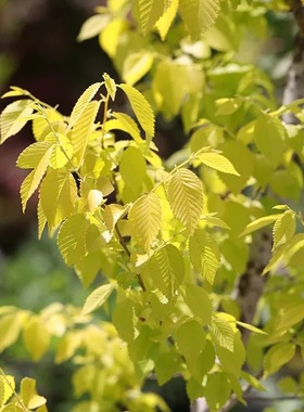 金叶榉树 奥贡 “Ogon”宙斯花园观叶乔木耐寒热盆栽阳台花园庭院