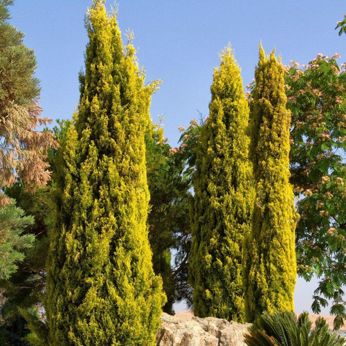 大果柏-金冠‘Goldcrest' 针叶树金色柏树宙斯花园庭院花园观叶