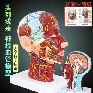 医学人体头面部浅表神经血管解剖模型大脑肌肉医美微整形注射模型