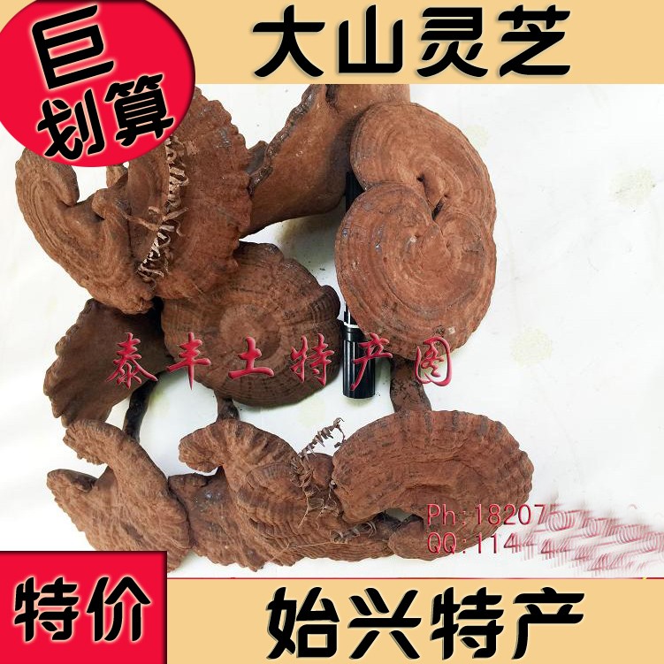限时特价大山灵芝正宗粤北韶关始兴特产带500g带孢子粉