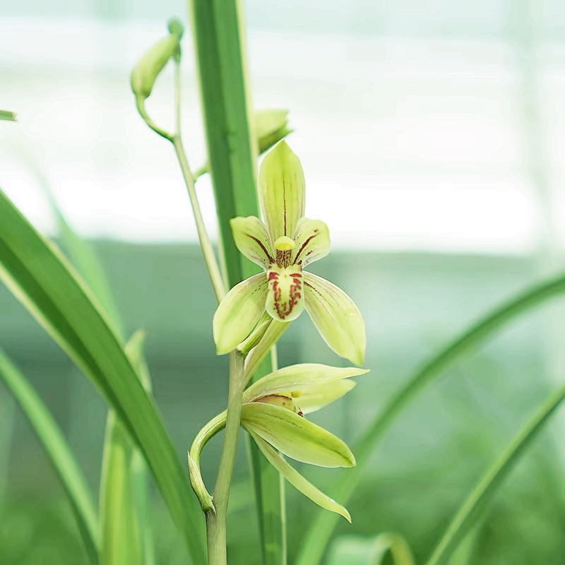 0401锦旗兰花建兰花卉绿植盆栽室内客厅办公桌阳台浓香不带花苞