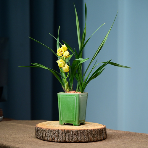 金玉满堂带花苞紫砂盆栽好四季建兰花卉绿植物兰花苗名贵精品客厅