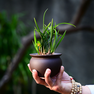 777翠盖荷兰花春兰花卉绿植盆栽室内客厅办公桌卧室阳台不带花苞