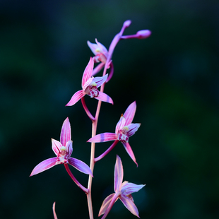 0329市长红兰花建兰花卉绿植盆栽室内客厅办公桌阳台浓香不带花苞