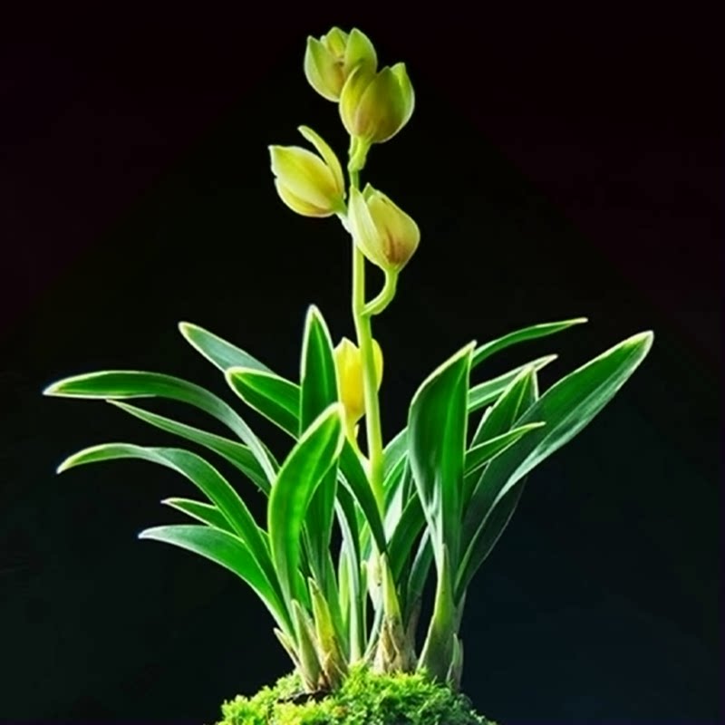 0401掌中宝兰花建兰花卉绿植盆栽室内客厅办公桌阳台浓香不带花苞