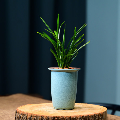 0306绿云春兰兰花花卉绿植盆栽室内客厅办公茶桌卧室阳台不带花苞