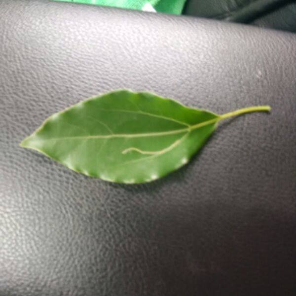 Accessoire cheveux - Ref 1205060 Image 1