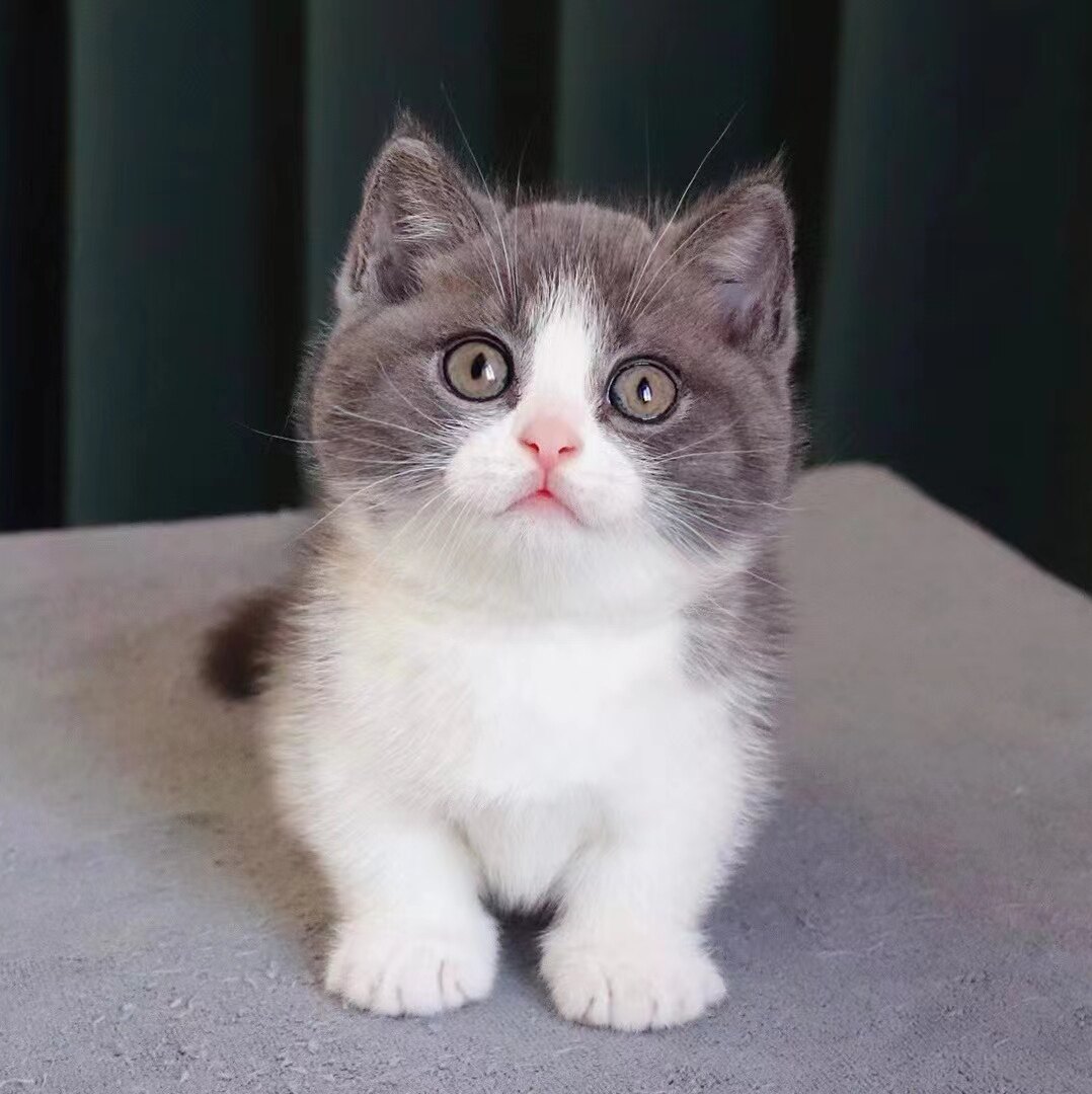 精品蓝白曼基康矮脚英短正八字粉鼻头贴地矮宠物猫重庆实体店