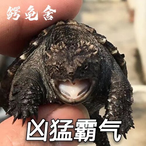 原种纯佛爆刺龟苗霸气凶猛