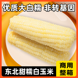 甜糯白玉米新鲜粘玉米棒子商用低脂代餐早餐粗粮整箱40根冷冻批发