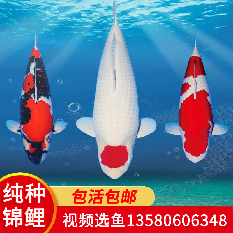 日本精品纯种进口红白大正丹顶鸿运当头锦鲤鱼苗观赏鱼风水鱼活体