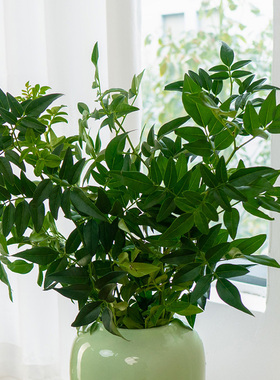 九星叶新鲜鲜花云南昆明鲜花基地花材直配草配花家庭水养