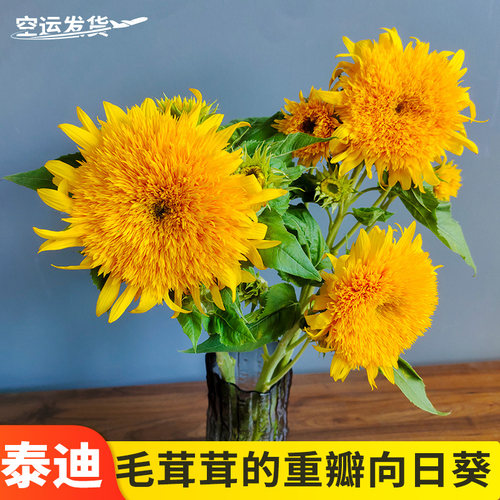 云南基地直发泰迪向日葵家庭插花