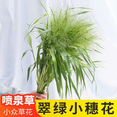 云南基地直发鲜切花喷泉草