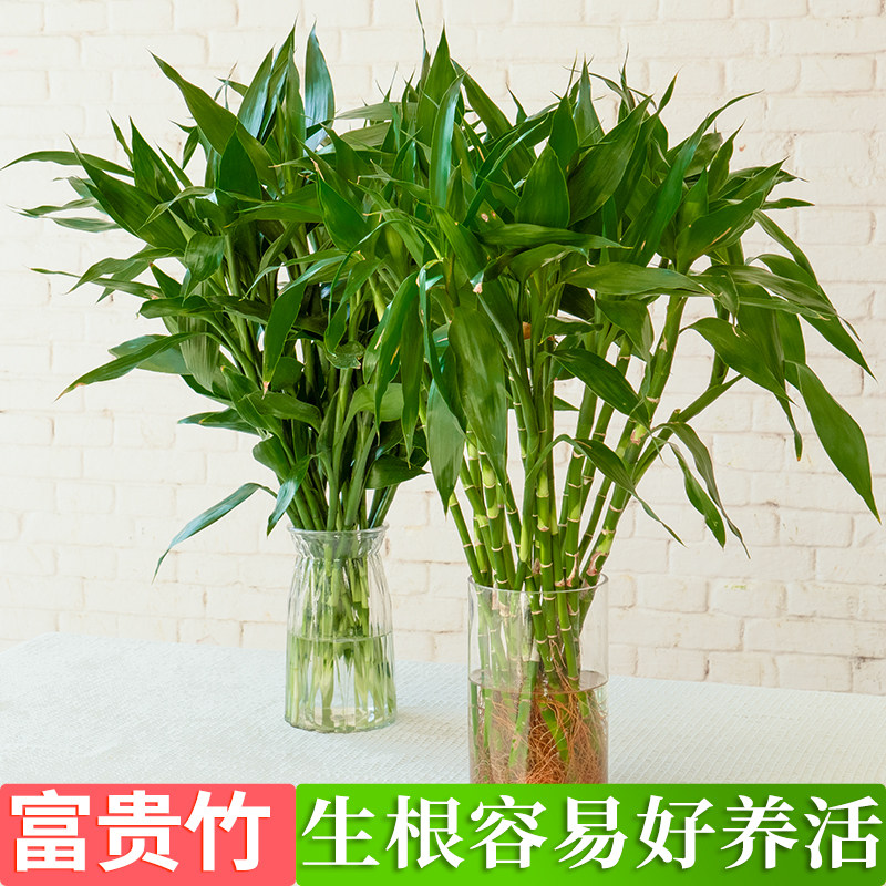 云南基地直发富贵竹水培四季绿植