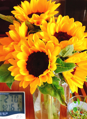 向日葵母亲节花束鲜花云南昆明基地直发斗南花市直批家用水养插花