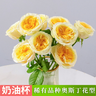 奶油杯玫瑰花奥斯丁花型大花头鲜切花云南鲜花直发室内插花暖色调