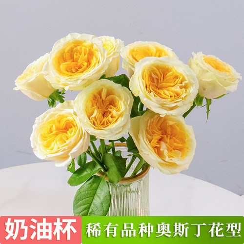 奶油杯玫瑰花奥斯丁花型大花头