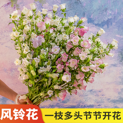 云南基地直发风铃花水养鲜切花