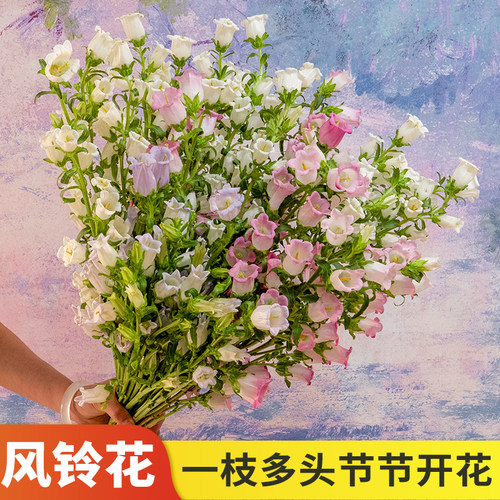云南基地直发风铃花水养鲜切花