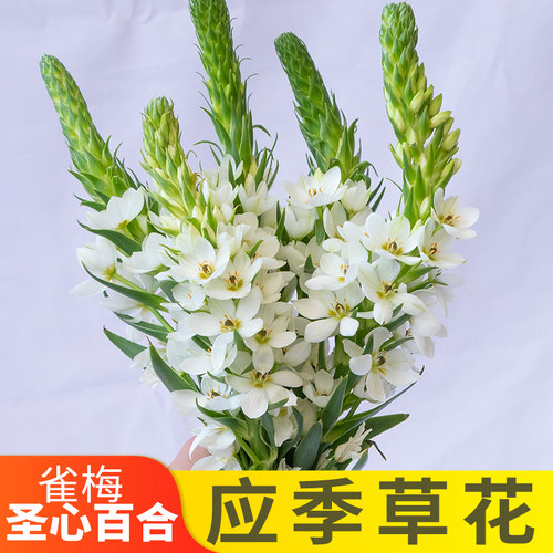 云南基地直发雀梅圣心百合鲜切花