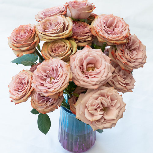 云南昆明基地直发玫瑰鲜花水养花