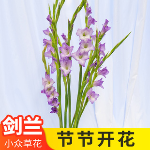 剑兰鲜切花云南斗南基地直发家用水养插瓶鲜花办公室插花