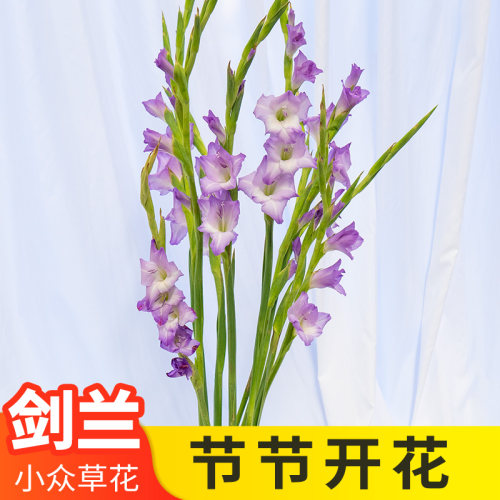 云南基地直发剑兰鲜花家庭插花