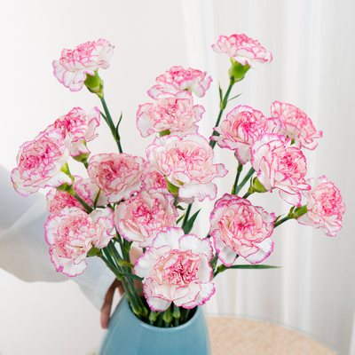 粉边康乃馨高级鲜花云南基地直发教师节母亲节礼物佳品