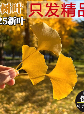 全黄超大银杏叶树叶真落叶干花永生标本5寸6寸书签DIY手工塑封叶