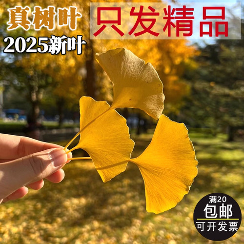 标本超大银杏树叶真落叶干花鲜叶