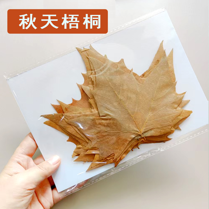 天然真树落叶标本枯枫叶大梧桐叶